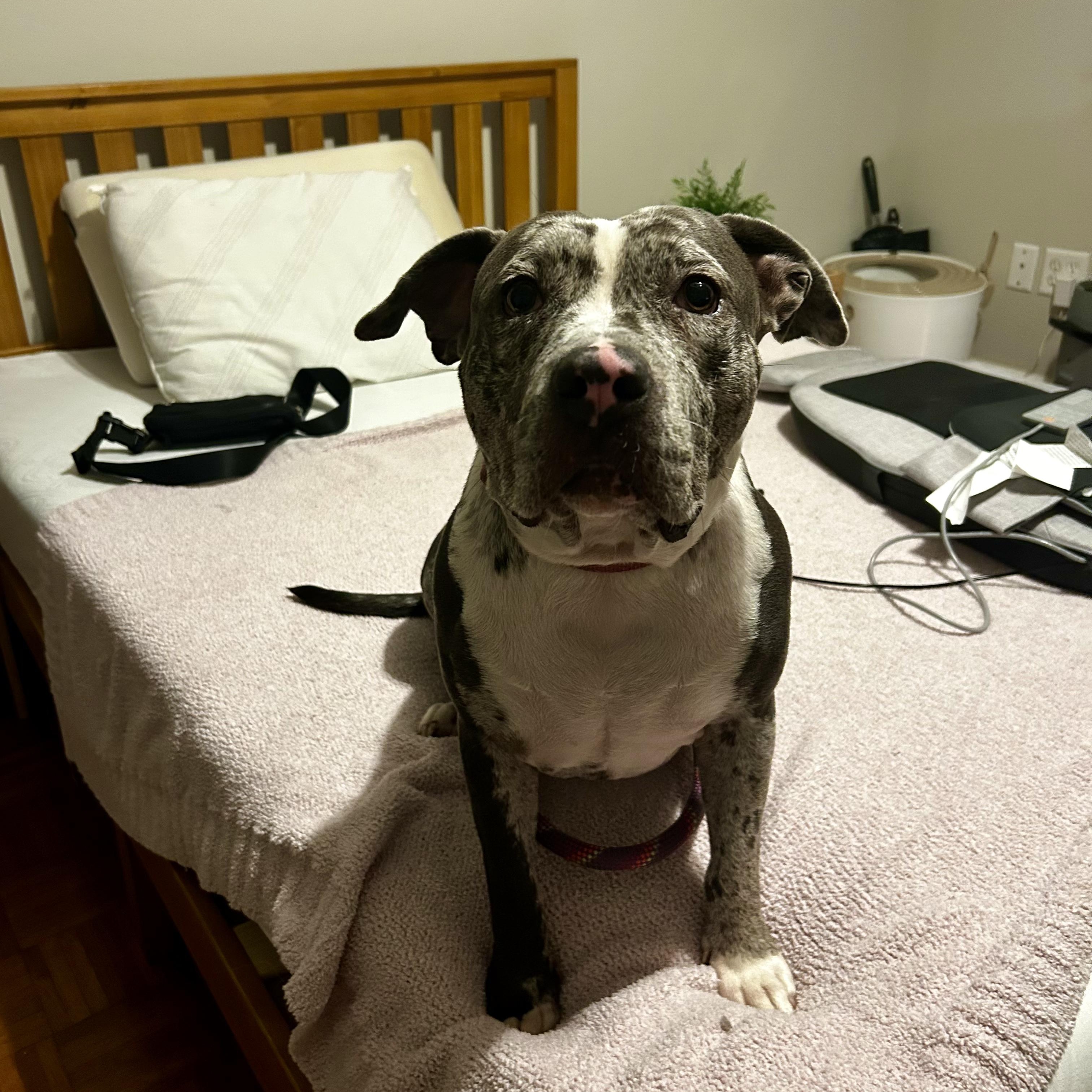 Blueberry, a Adoptable mixed breed in Murphysboro, IL image 5/6