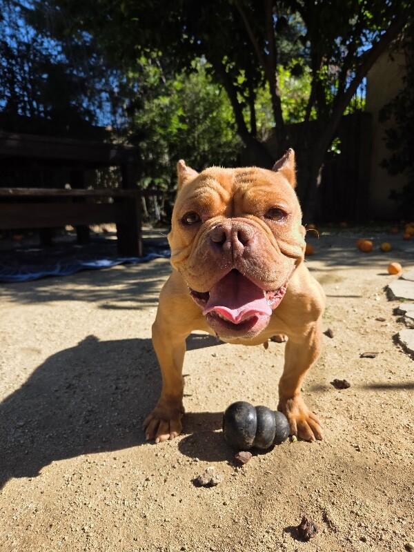 Peaches, Adoptable, Adult Female American Bulldog & Mixed Breed.