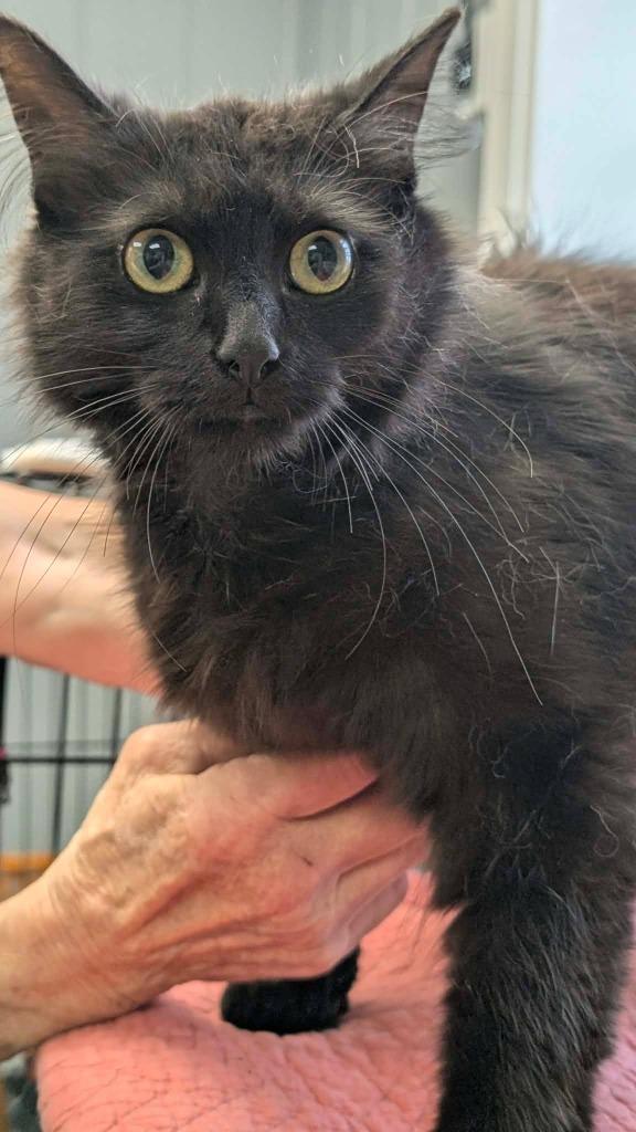 Raven, Adoptable, Young Female Domestic Medium Hair.