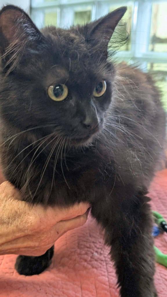 Enlarge Raven, a Adoptable mixed breed in Warren, MI image 2/3