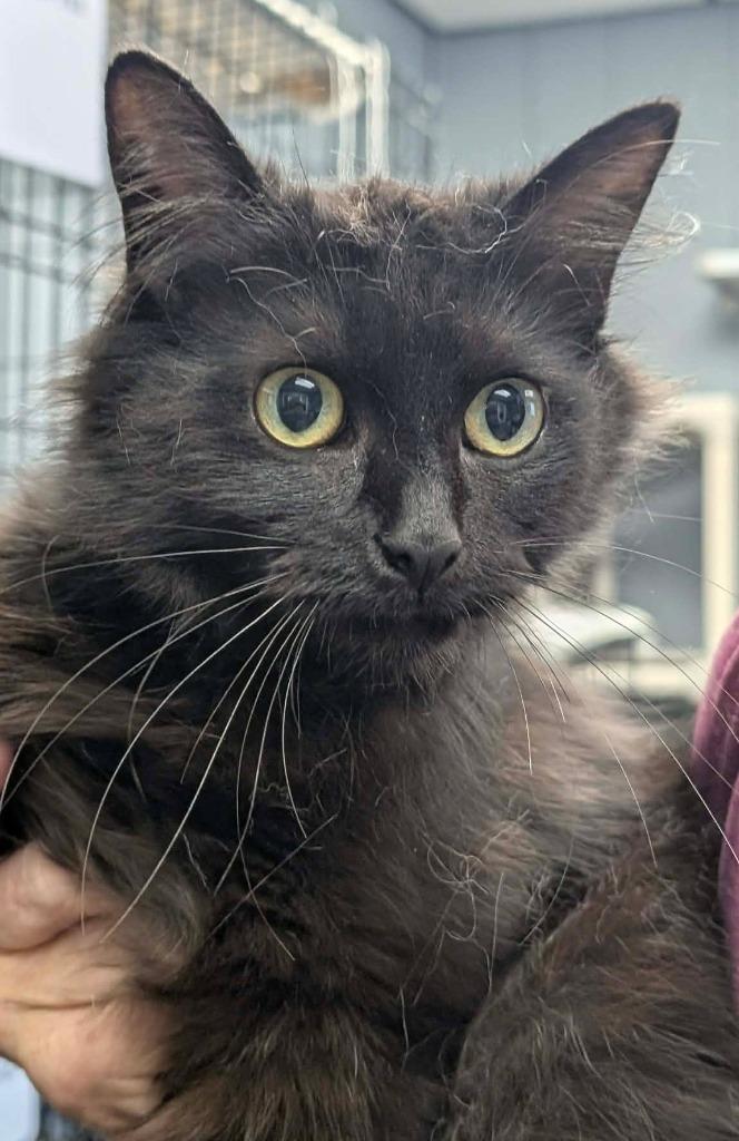 Raven, Adoptable, Young Female Domestic Medium Hair.