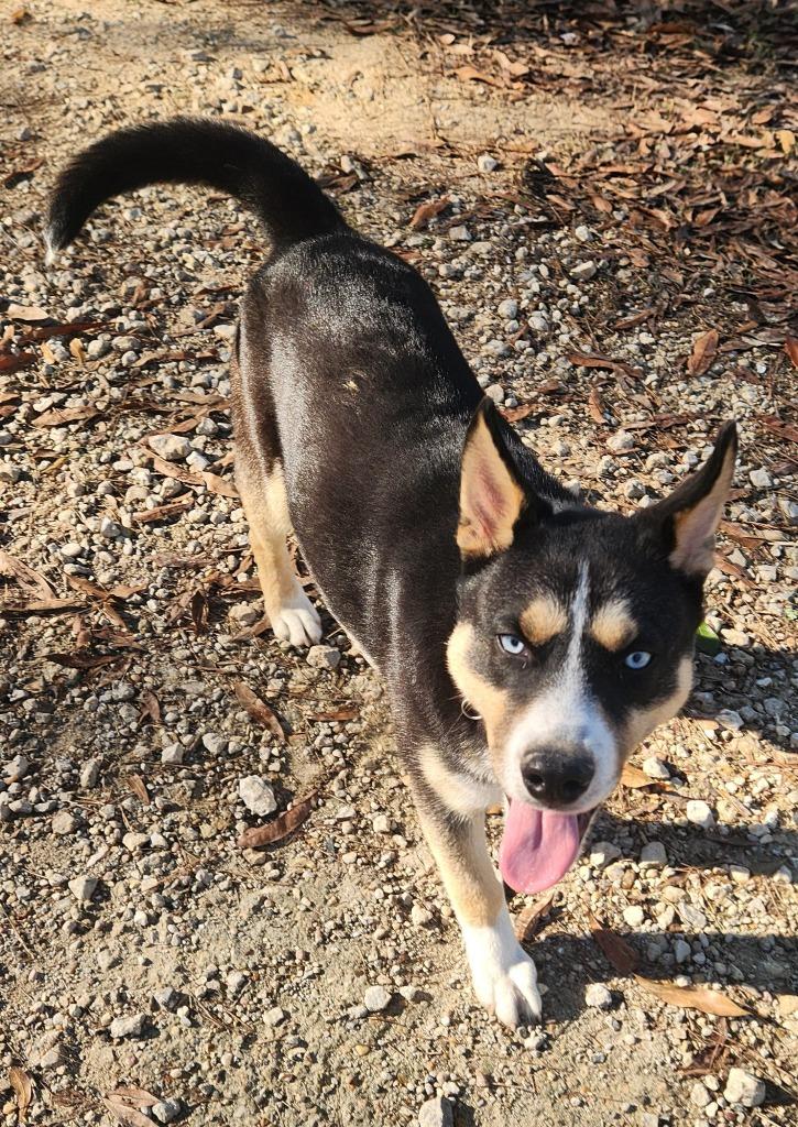 Frankie, Adoptable, Young Male Husky.
