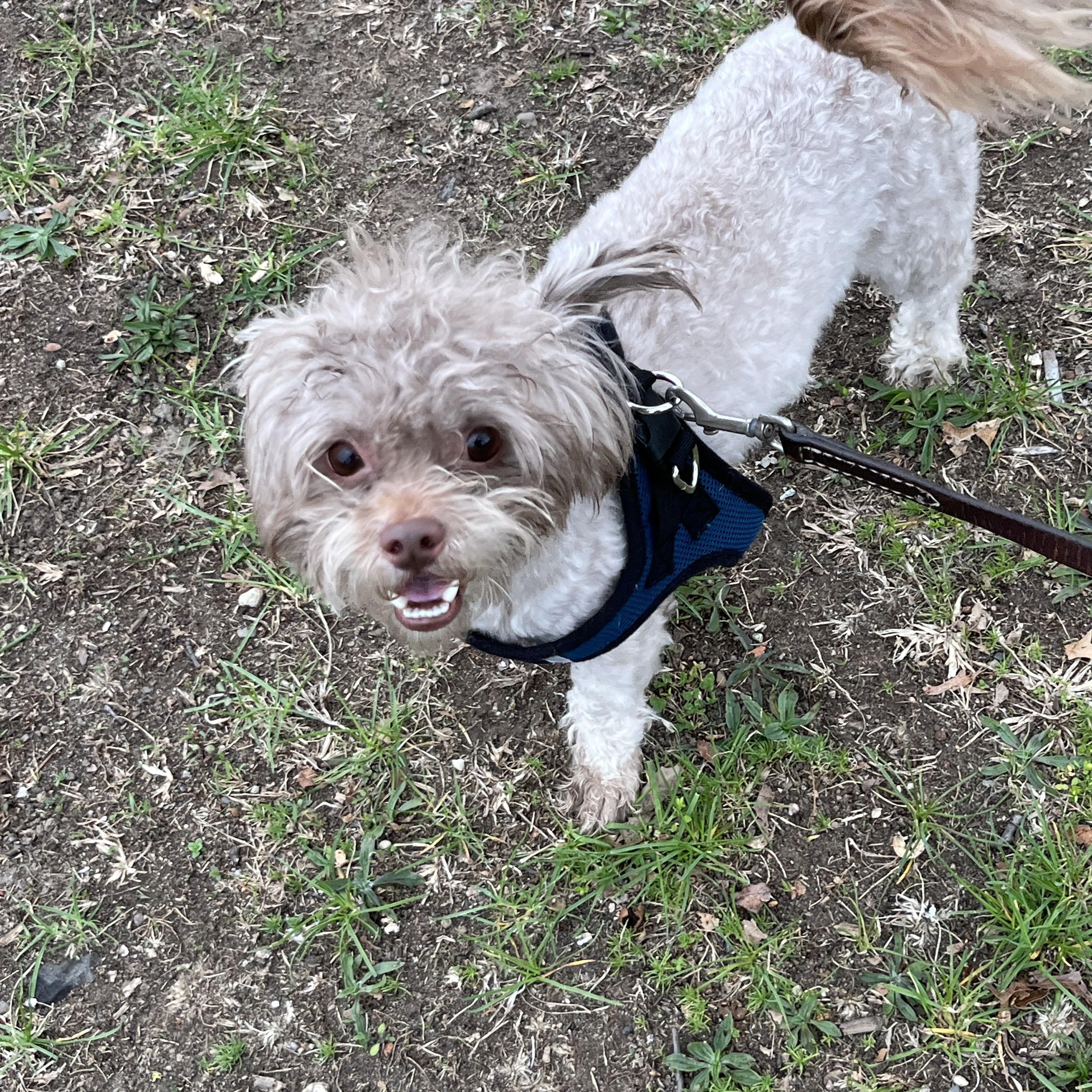 Enlarge Benji, an adopted Maltipoo in Pompton Plains, NJ image 1/1