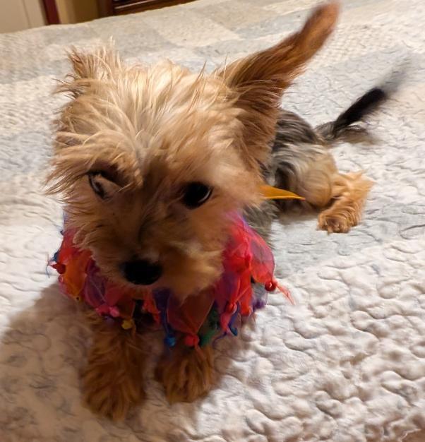 Mia, an adopted Yorkshire Terrier in Watertown, CT image 3/6