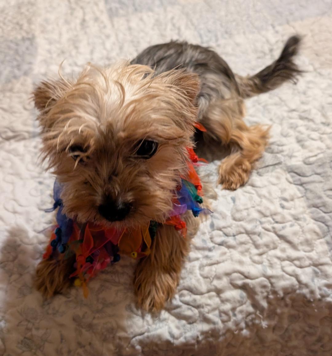 Mia, an adopted Yorkshire Terrier in Watertown, CT image 4/6
