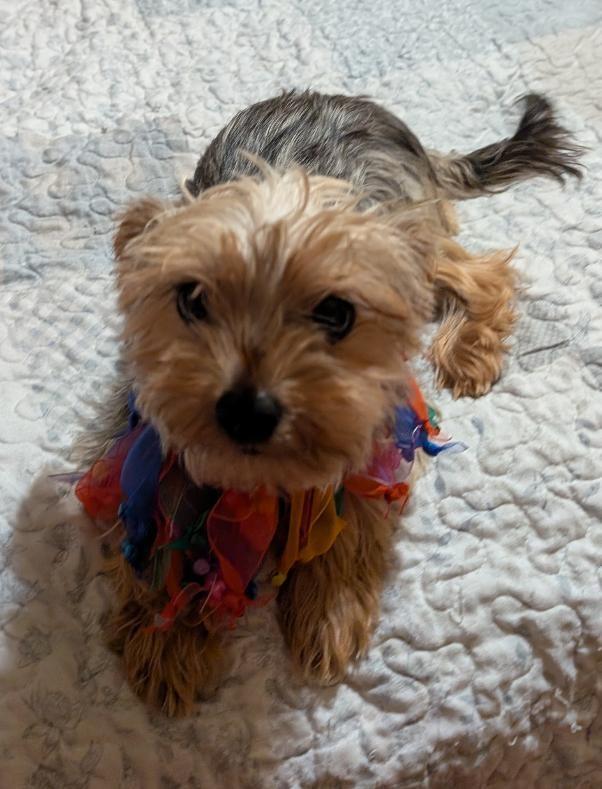 Mia, an adopted Yorkshire Terrier in Watertown, CT image 5/6