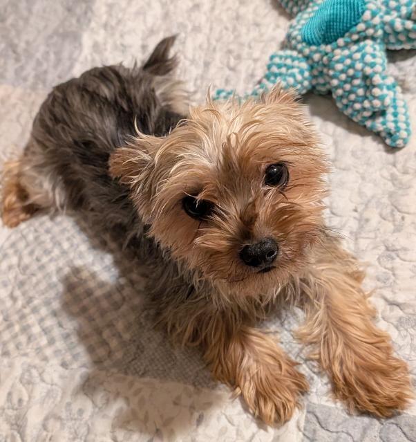 Mia, an adopted Yorkshire Terrier in Watertown, CT image 2/6