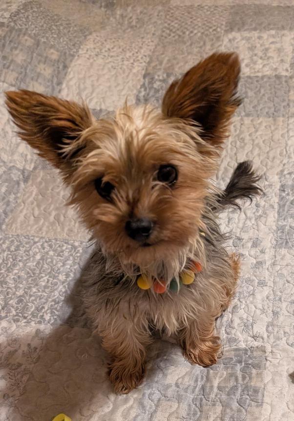 Mia, an adopted Yorkshire Terrier in Watertown, CT image 1/6