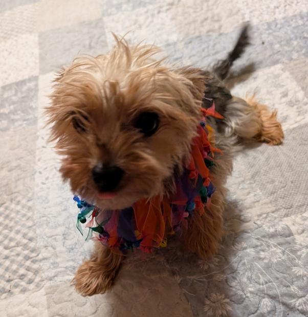 Mia, an adopted Yorkshire Terrier in Watertown, CT image 6/6