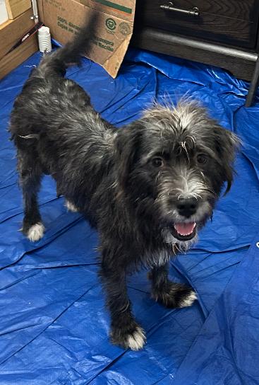 Enlarge Knox, a Adoptable mixed breed in Rock Hill, SC image 4/5