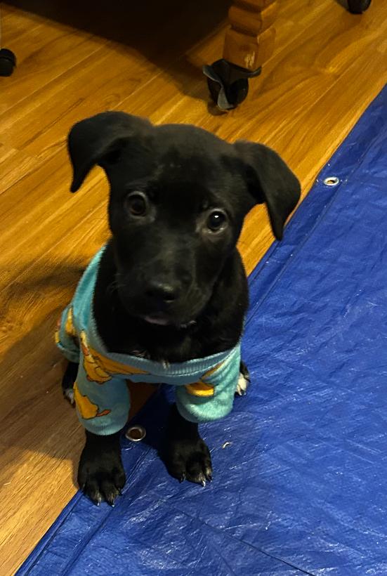 Enlarge Knox, a Adoptable mixed breed in Rock Hill, SC image 5/5