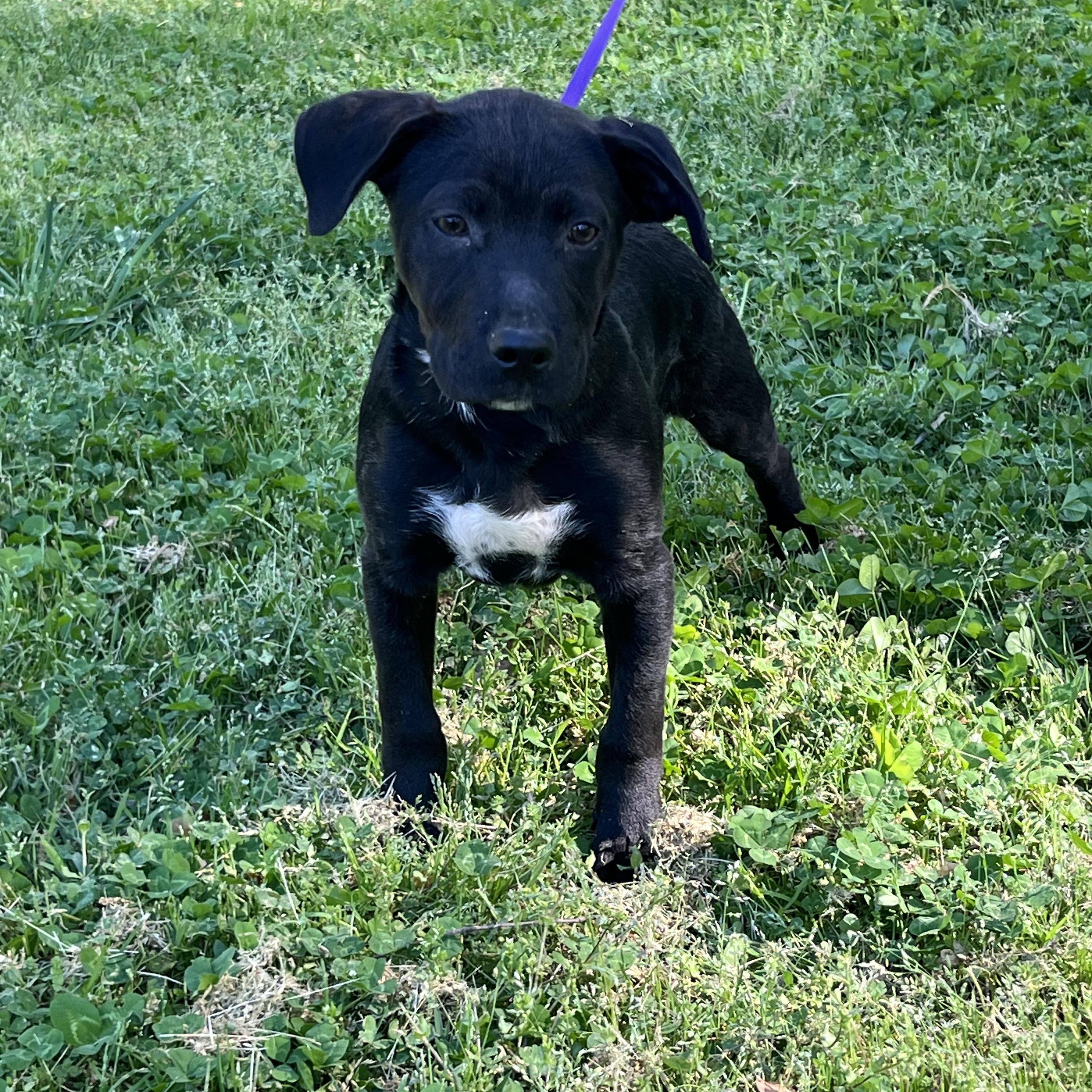 Enlarge Knox, a Adoptable mixed breed in Rock Hill, SC image 2/5