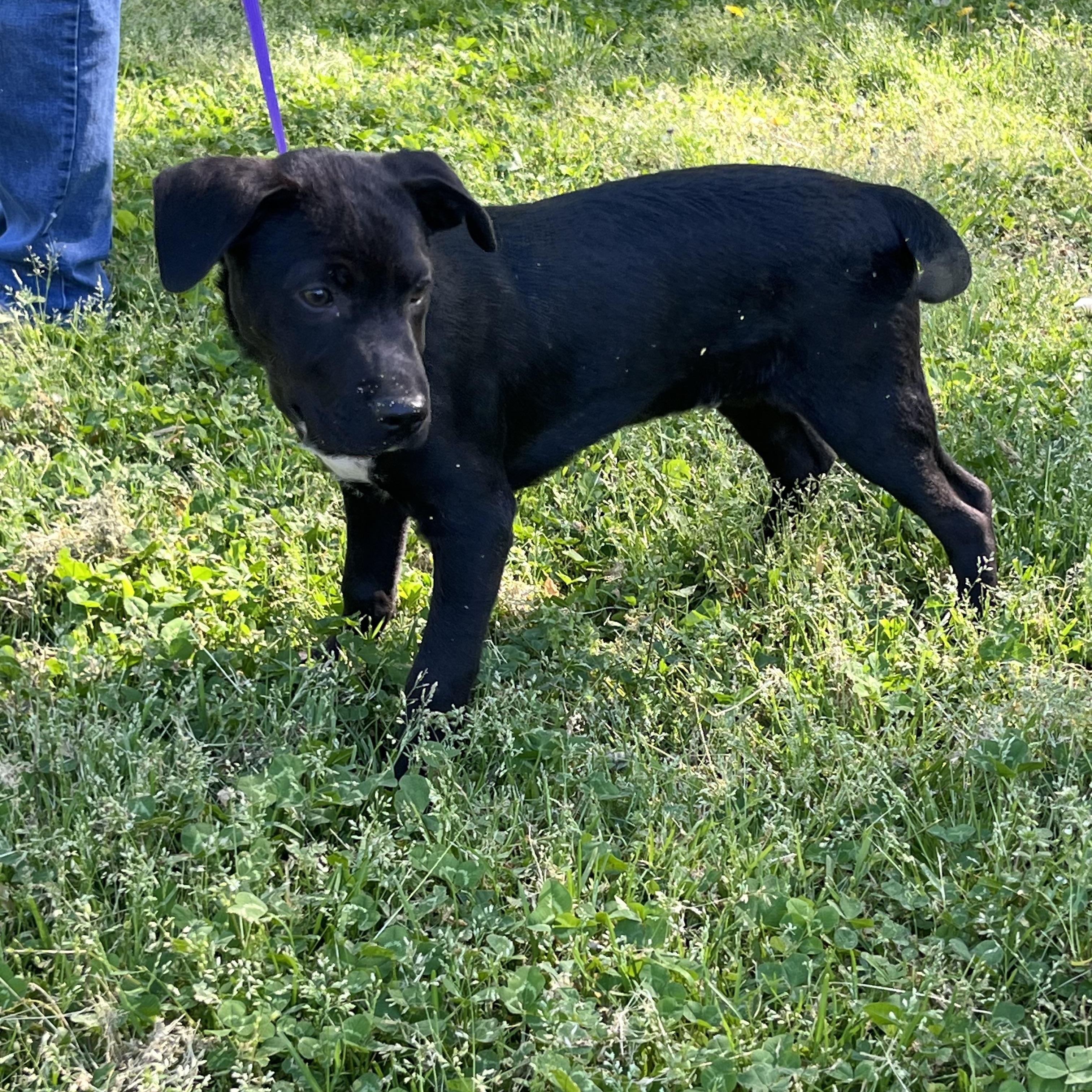 Enlarge Knox, a Adoptable mixed breed in Rock Hill, SC image 3/5