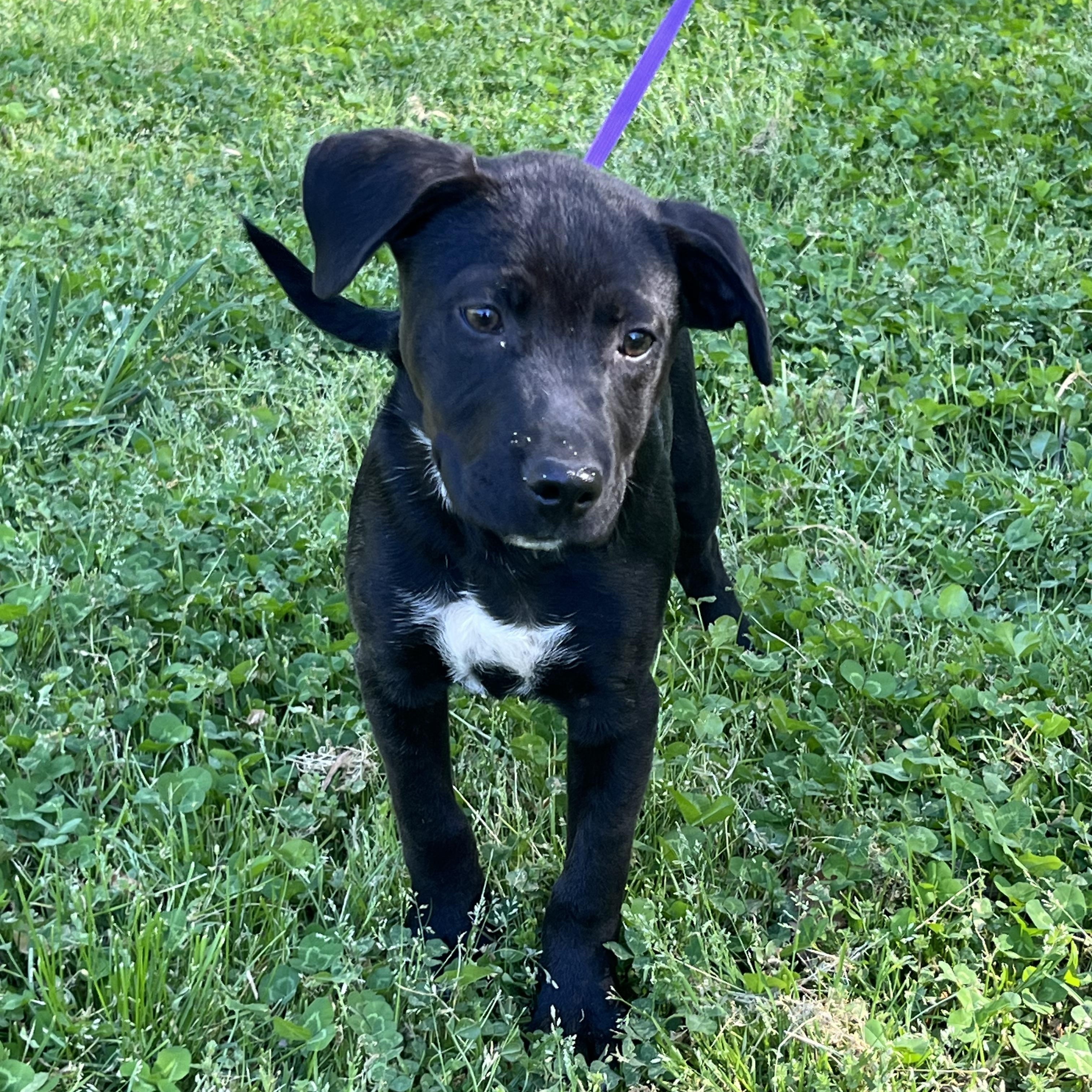 Knox, Adoptable, Puppy Male Terrier & Labrador Retriever.