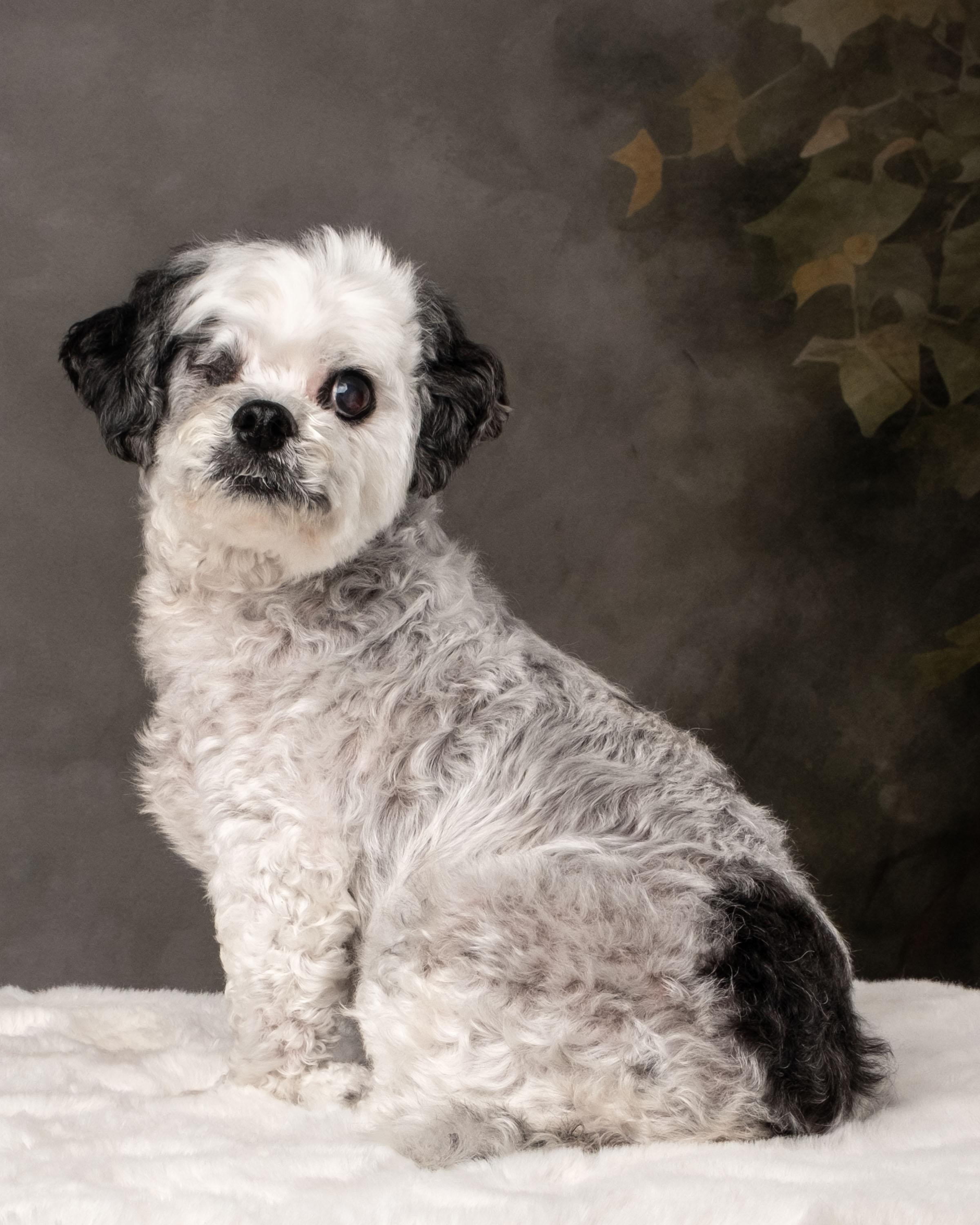 Niki , an adoptable mixed breed in Aiken, SC image 5/5