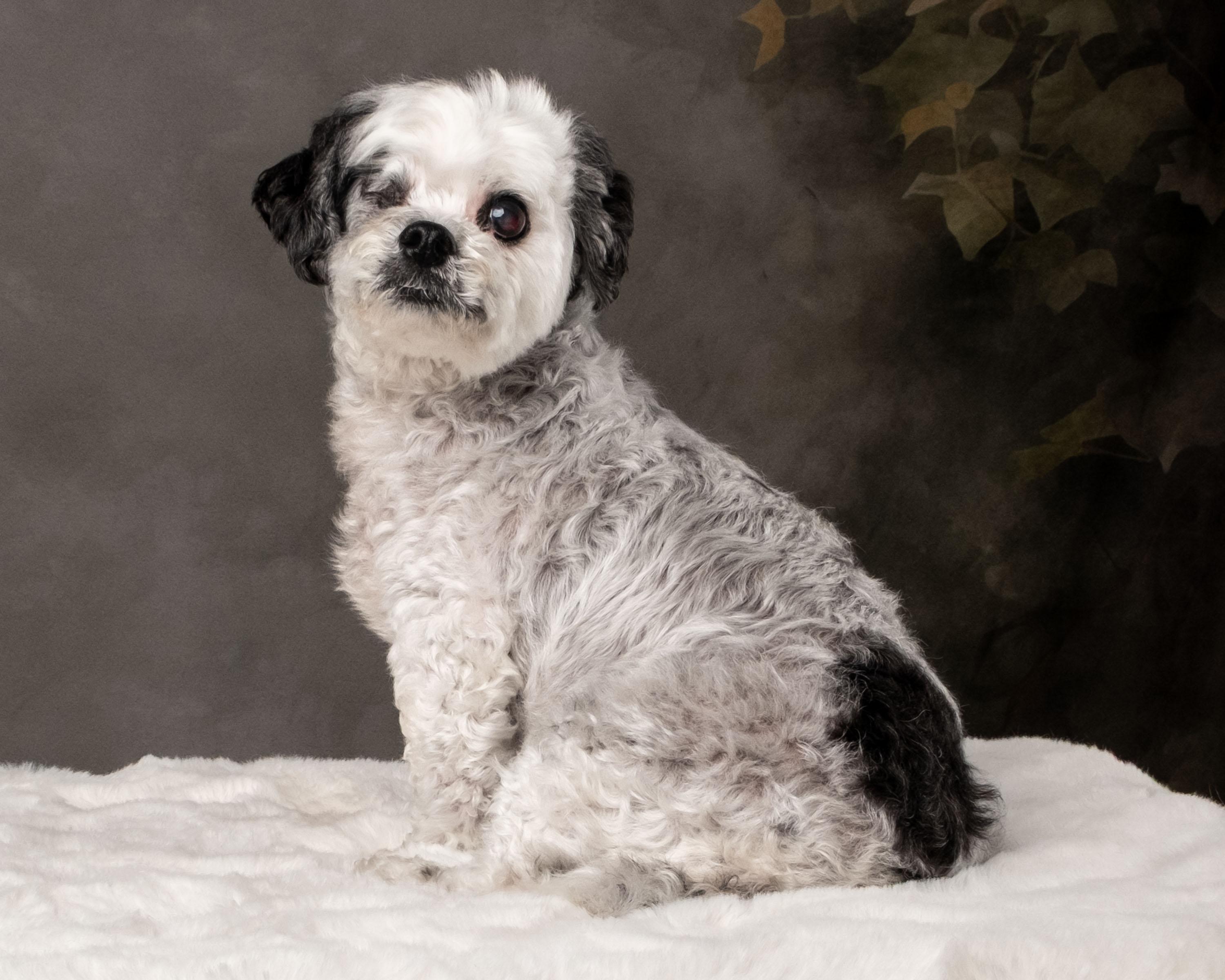 Niki , an adoptable mixed breed in Aiken, SC image 4/5