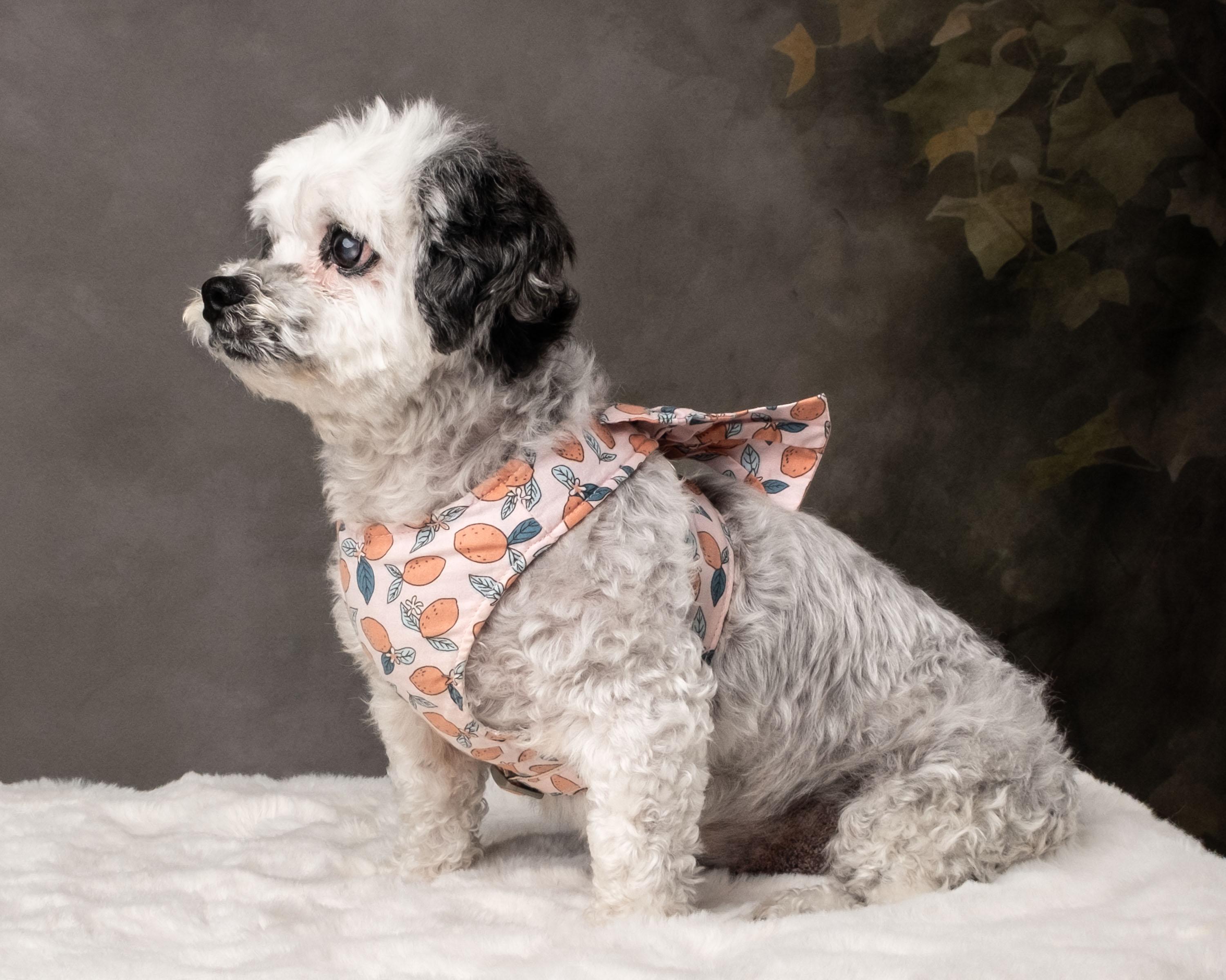 Niki , adoptable, Senior Female Shih Tzu.
