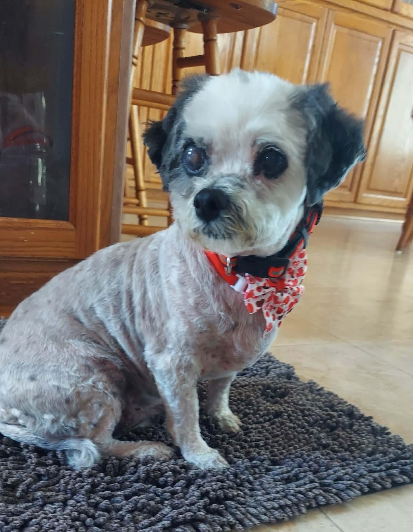 Nikki , Adoptable, Senior Female Shih Tzu.