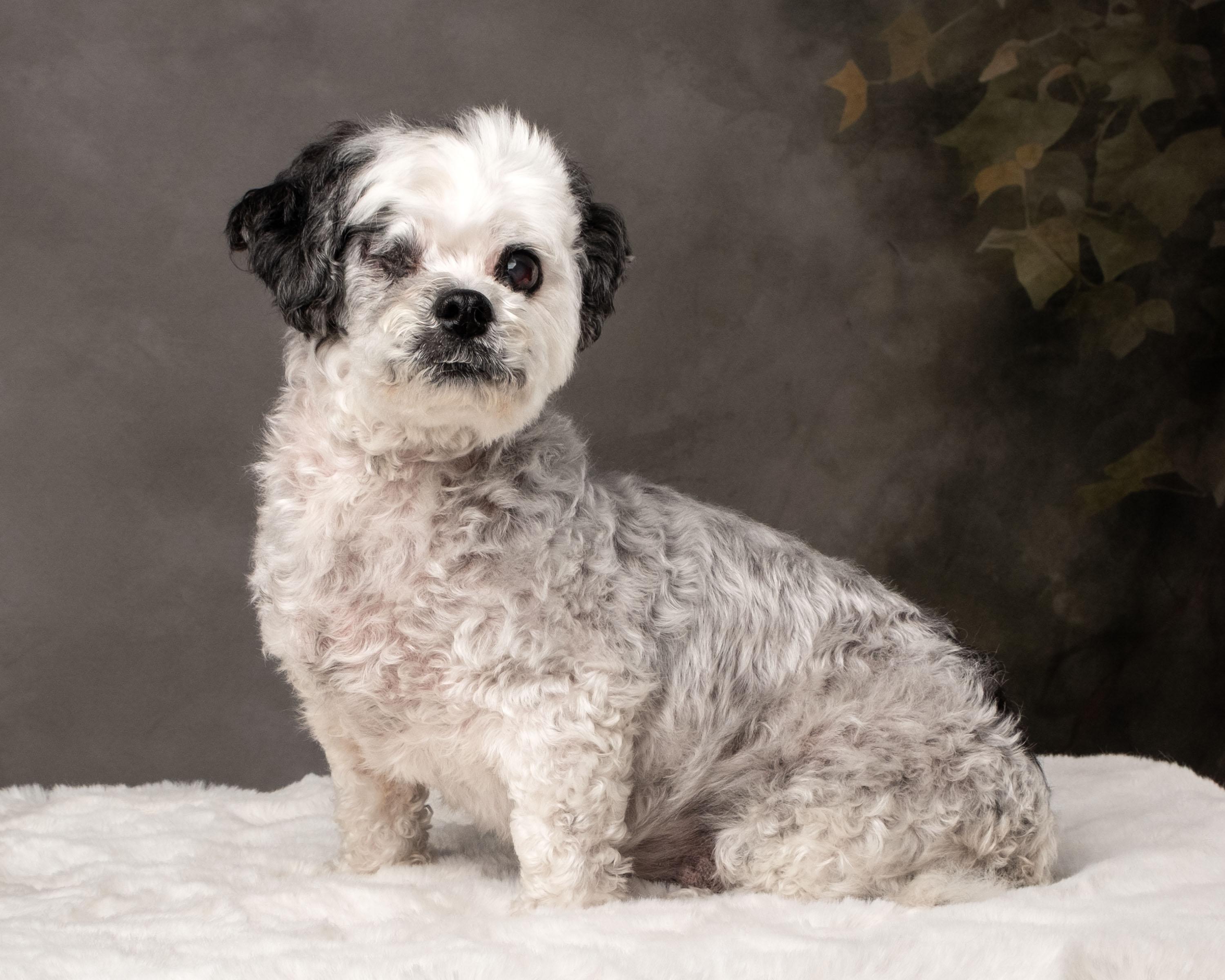 Niki , an adoptable mixed breed in Aiken, SC image 3/5