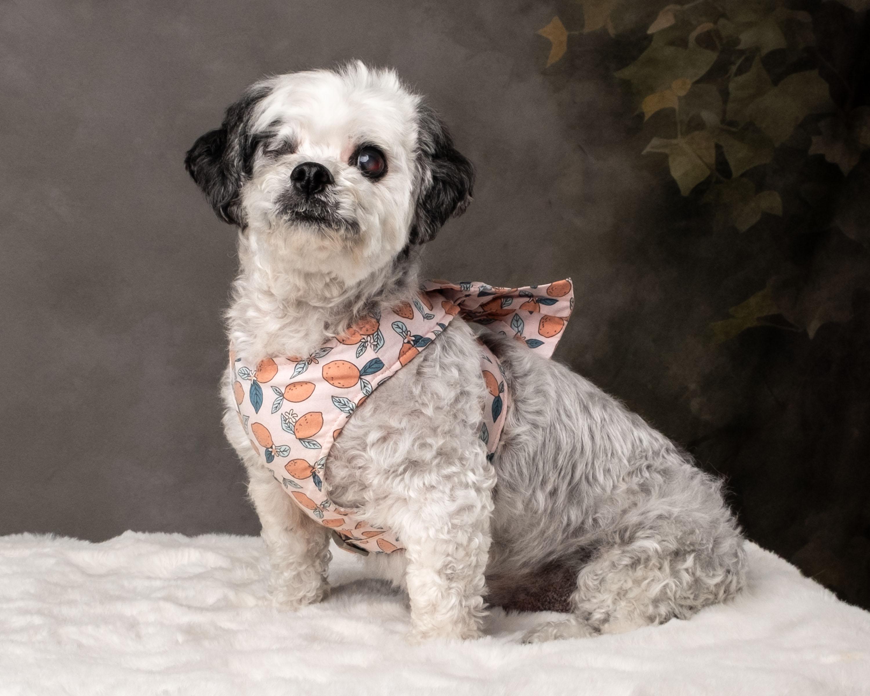 Niki , an adoptable mixed breed in Aiken, SC image 2/5