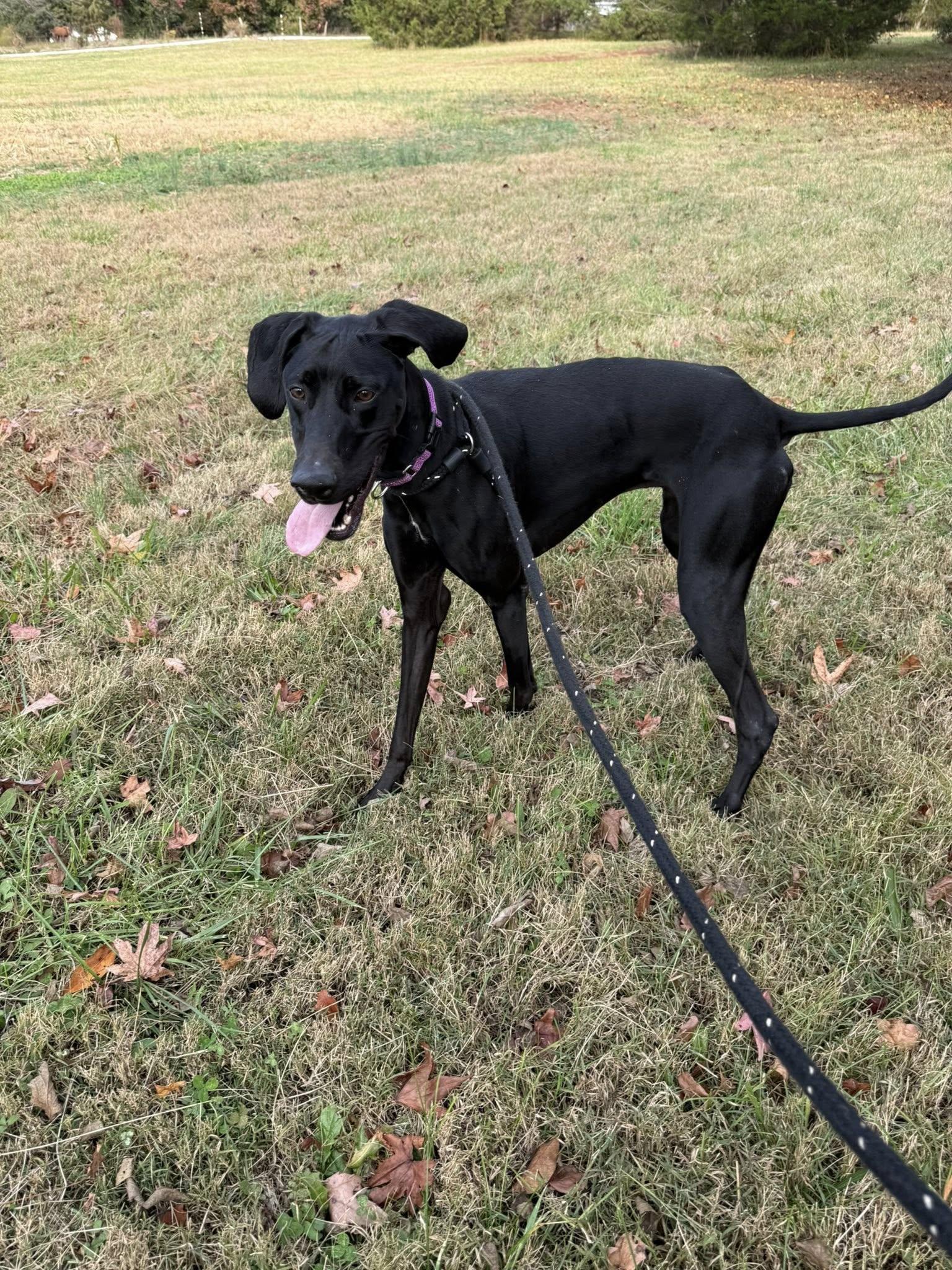 Enlarge Whiskey, a Adoptable mixed breed in Salisbury, NC image 4/4