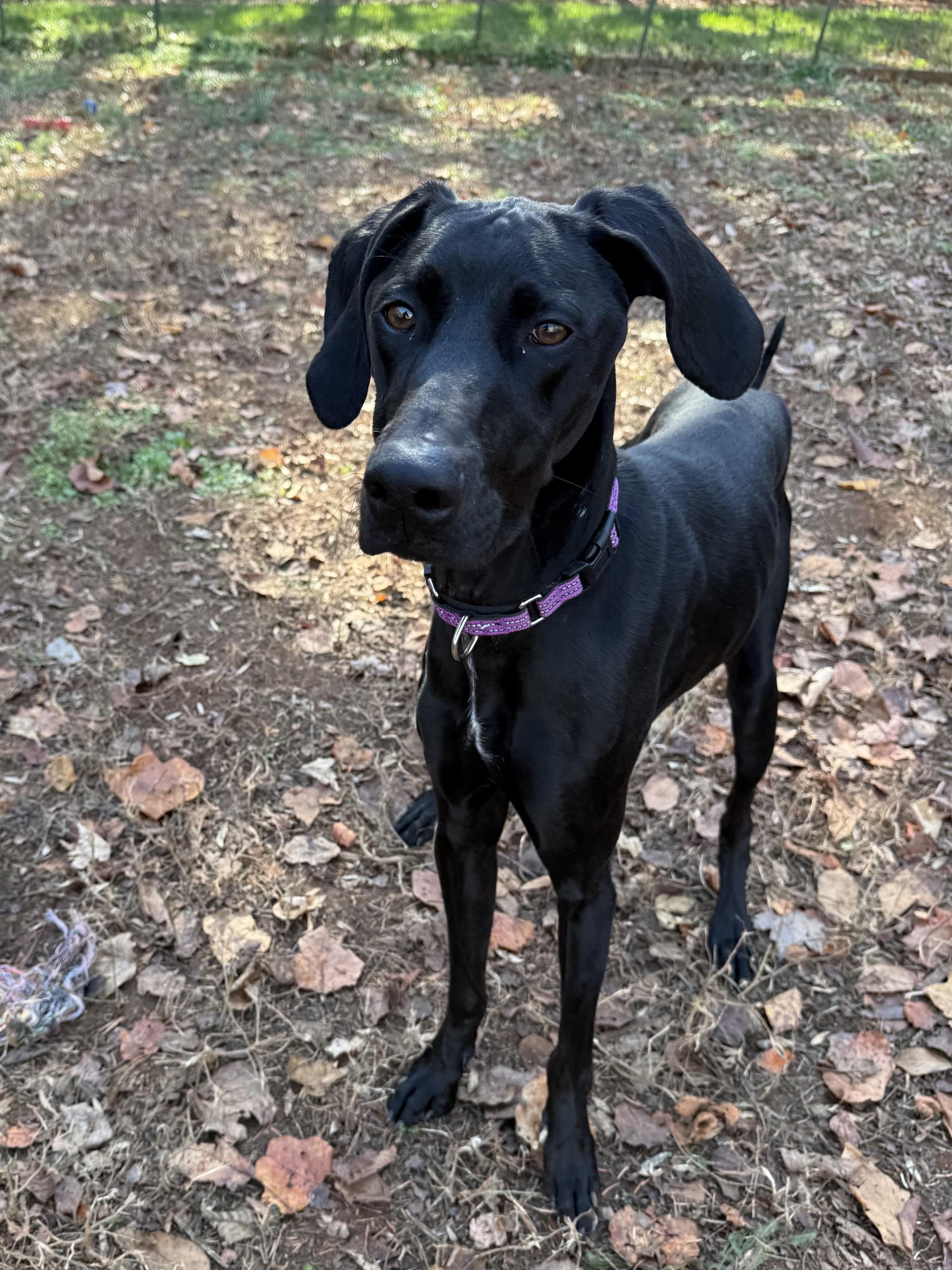 Enlarge Whiskey, a Adoptable mixed breed in Salisbury, NC image 2/4