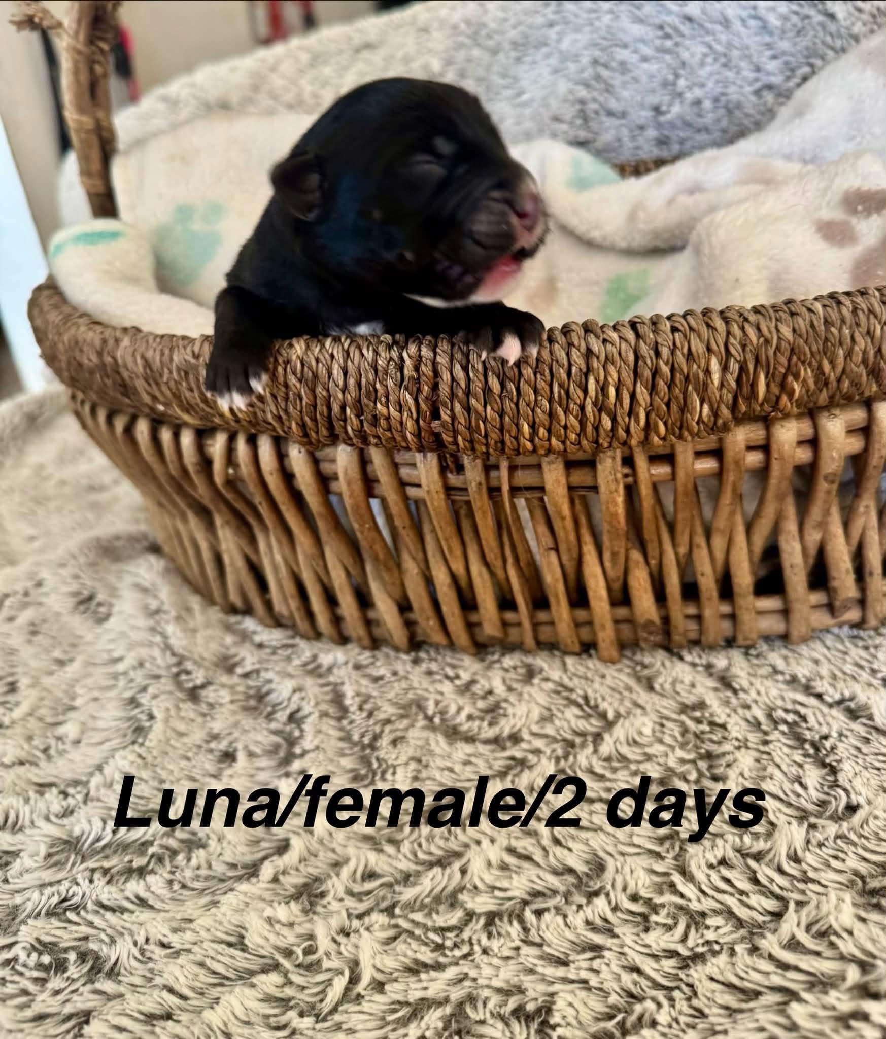 Enlarge Luna, a Adoptable Border Collie in North Bend, OR image 2/2