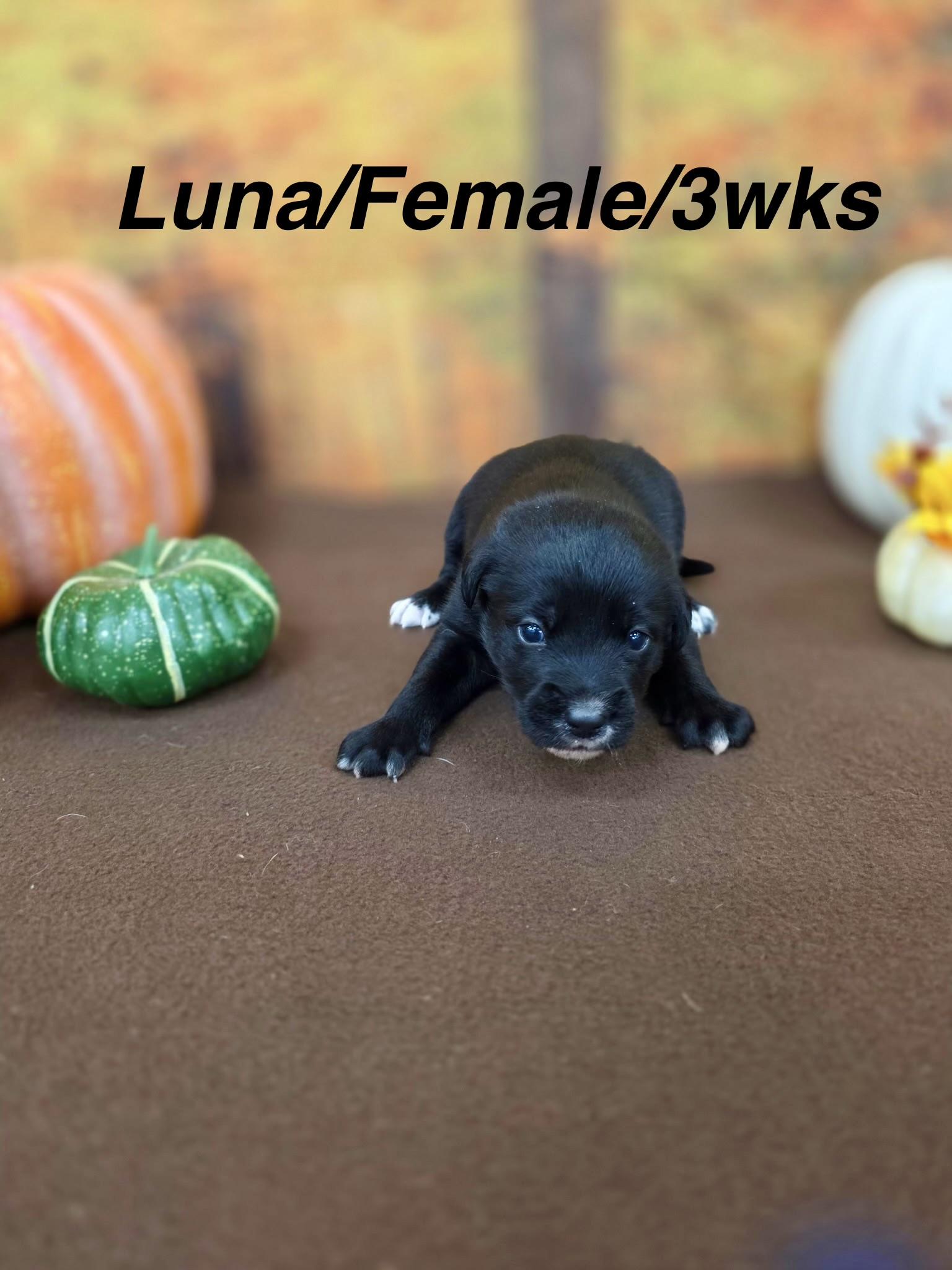 Luna, Adoptable, Puppy Female Border Collie.