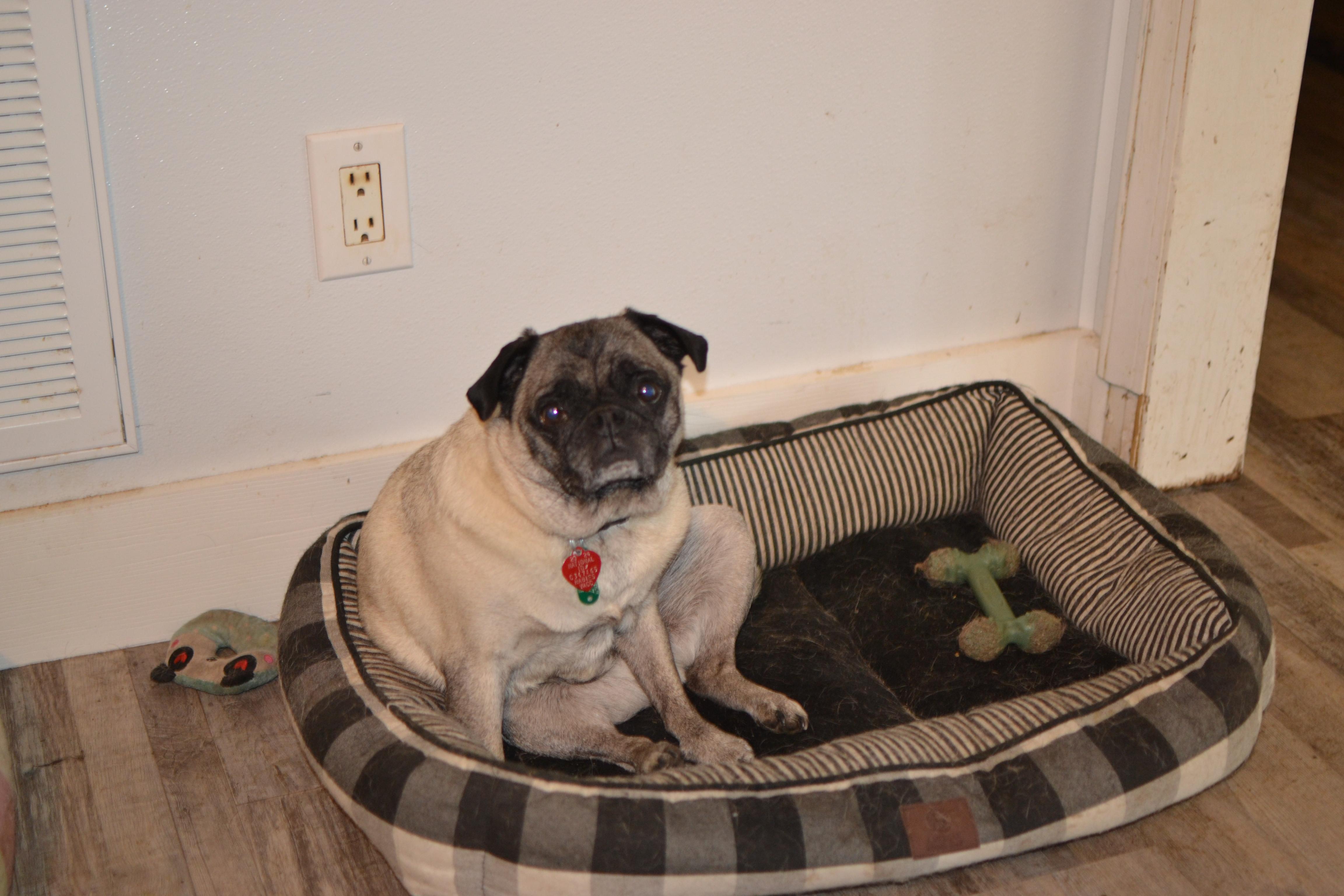 Bernie, Adopted, Adult Male Pug.