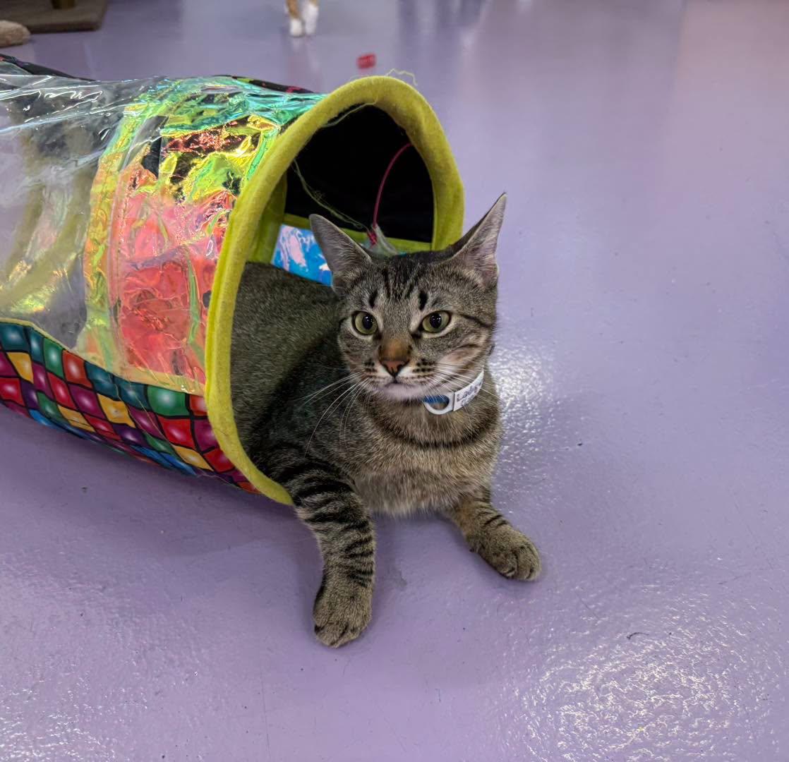 Lady Gaga, Adoptable, Young Female Domestic Short Hair.