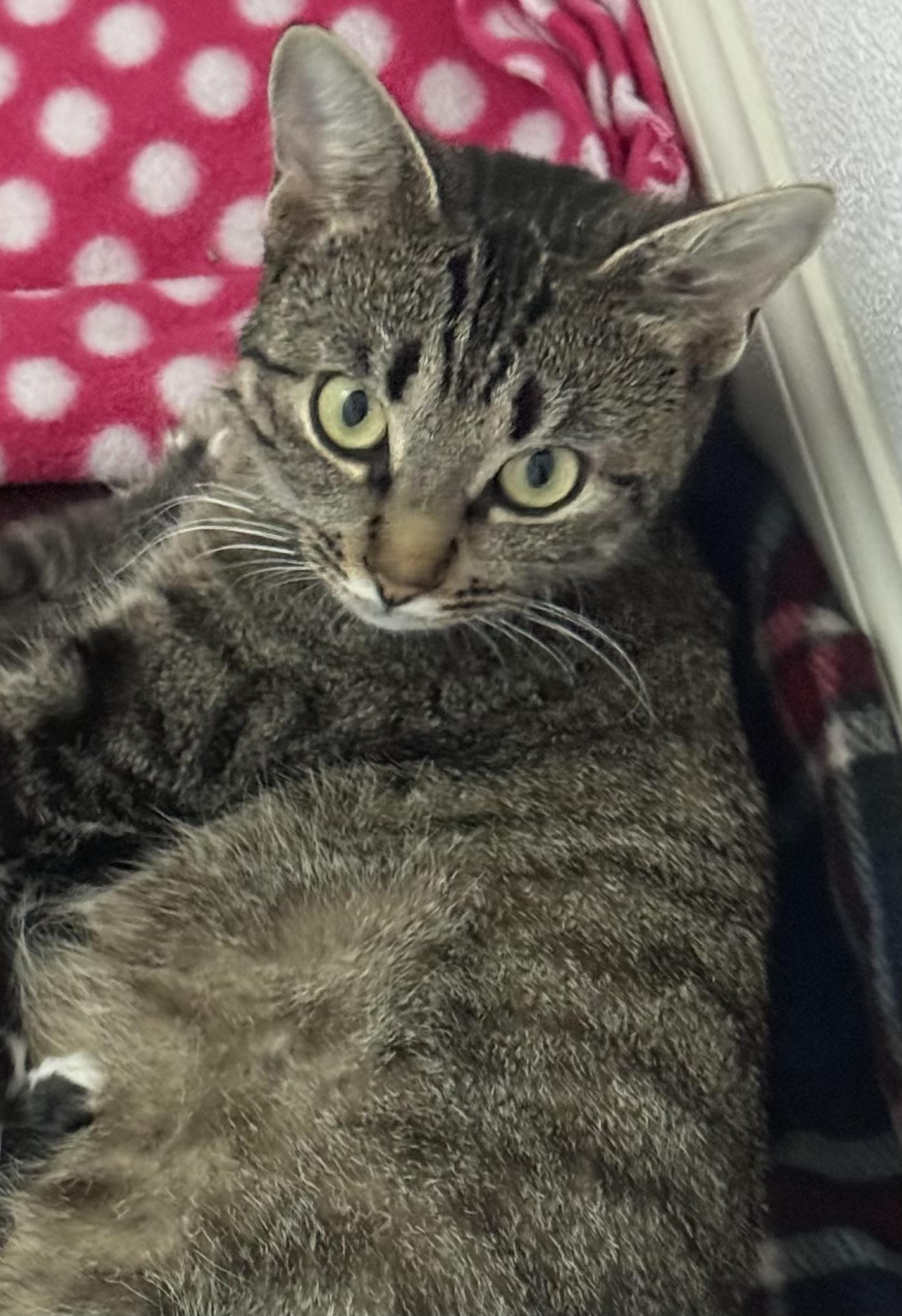 Lady Gaga, Adoptable, Young Female Domestic Short Hair.