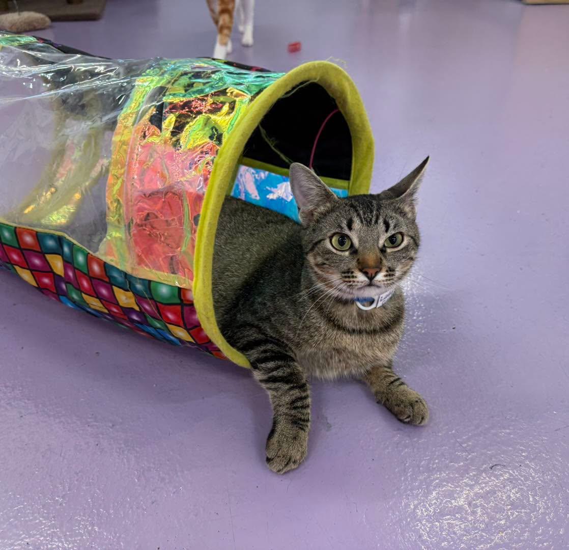 Enlarge Lady Gaga, a Adoptable Domestic Short Hair in Houston, TX image 3/5