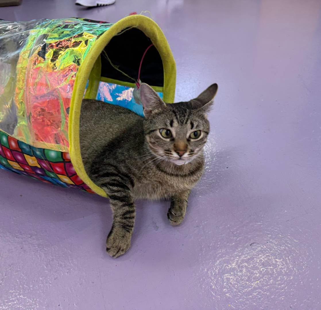 Enlarge Lady Gaga, a Adoptable Domestic Short Hair in Houston, TX image 5/5