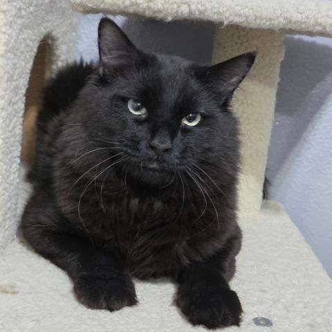 Penny, ADOPTABLE, Adult Male Domestic Medium Hair.