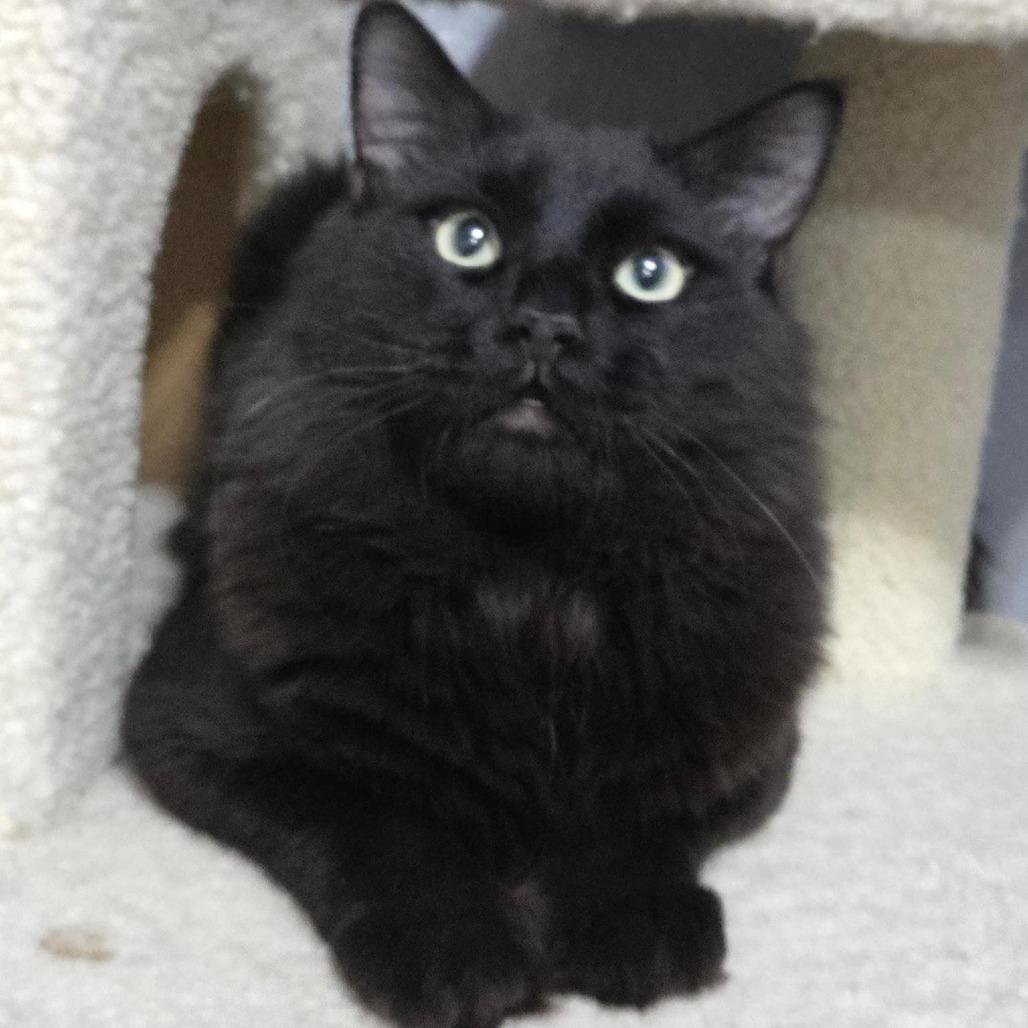 Penny, a ADOPTABLE Domestic Medium Hair in Las Vegas, NV image 2/2