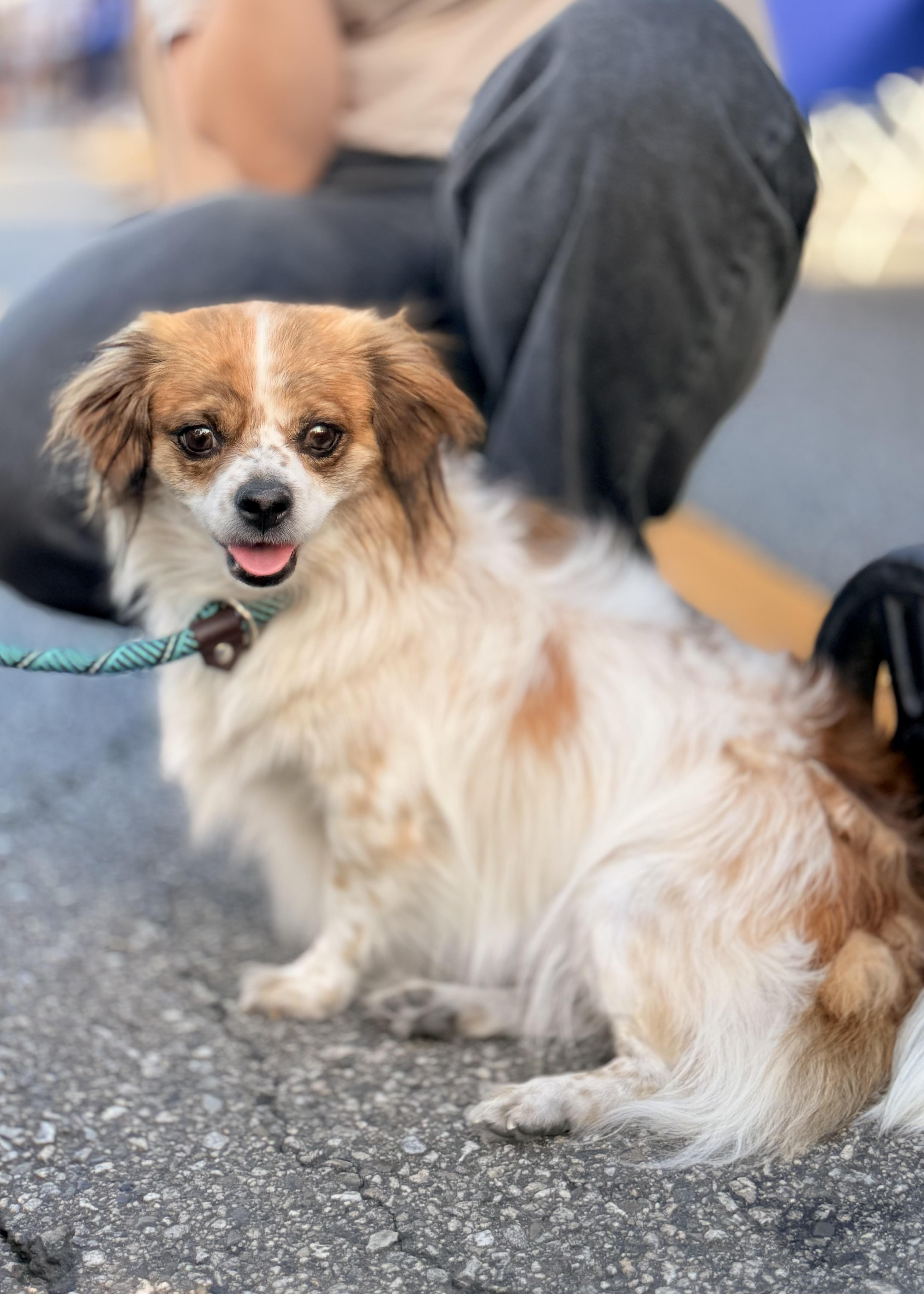 Wish, a Adoptable mixed breed in Thousand Oaks, CA image 1/6