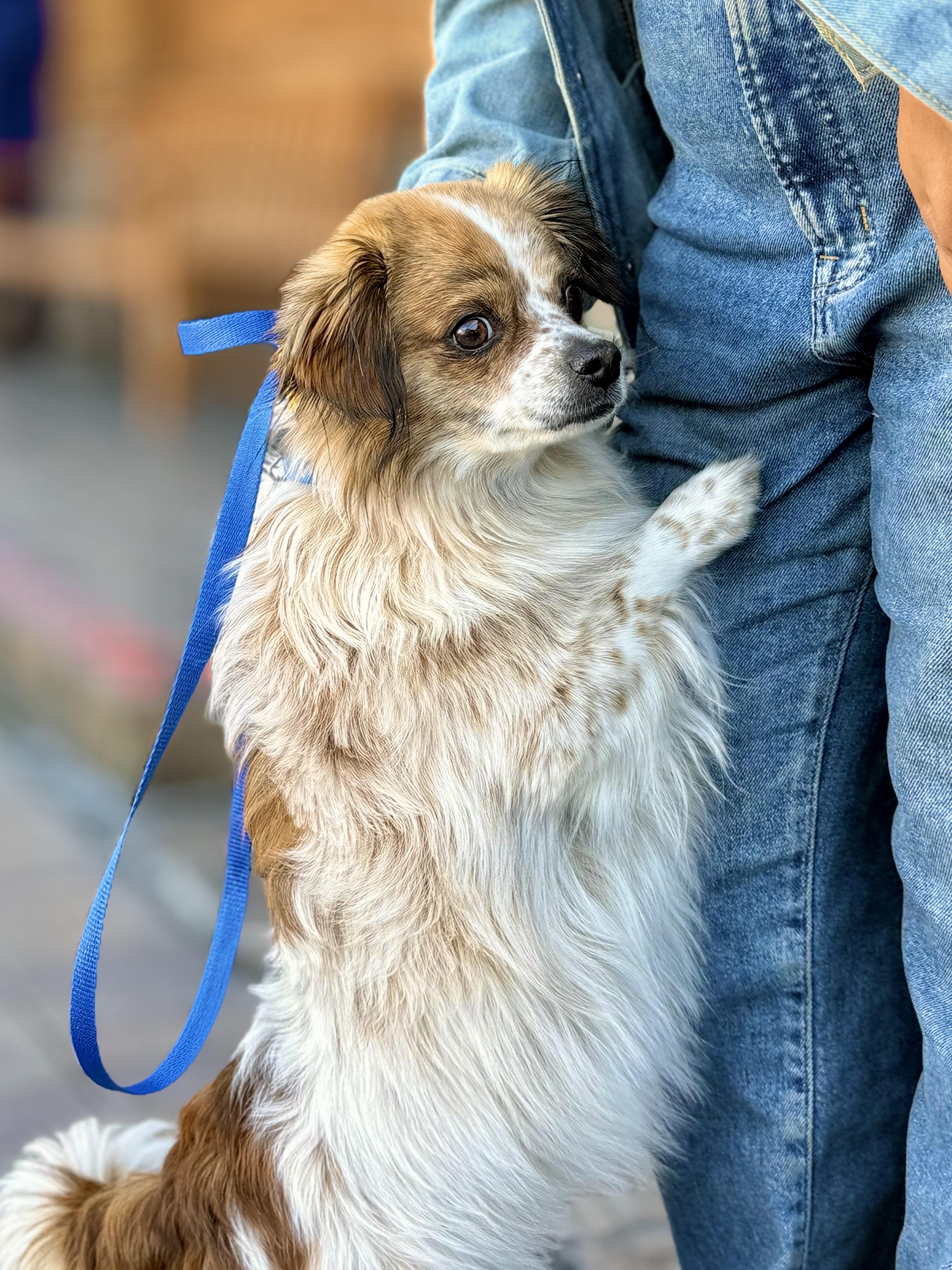 Wish, a Adoptable mixed breed in Thousand Oaks, CA image 4/6