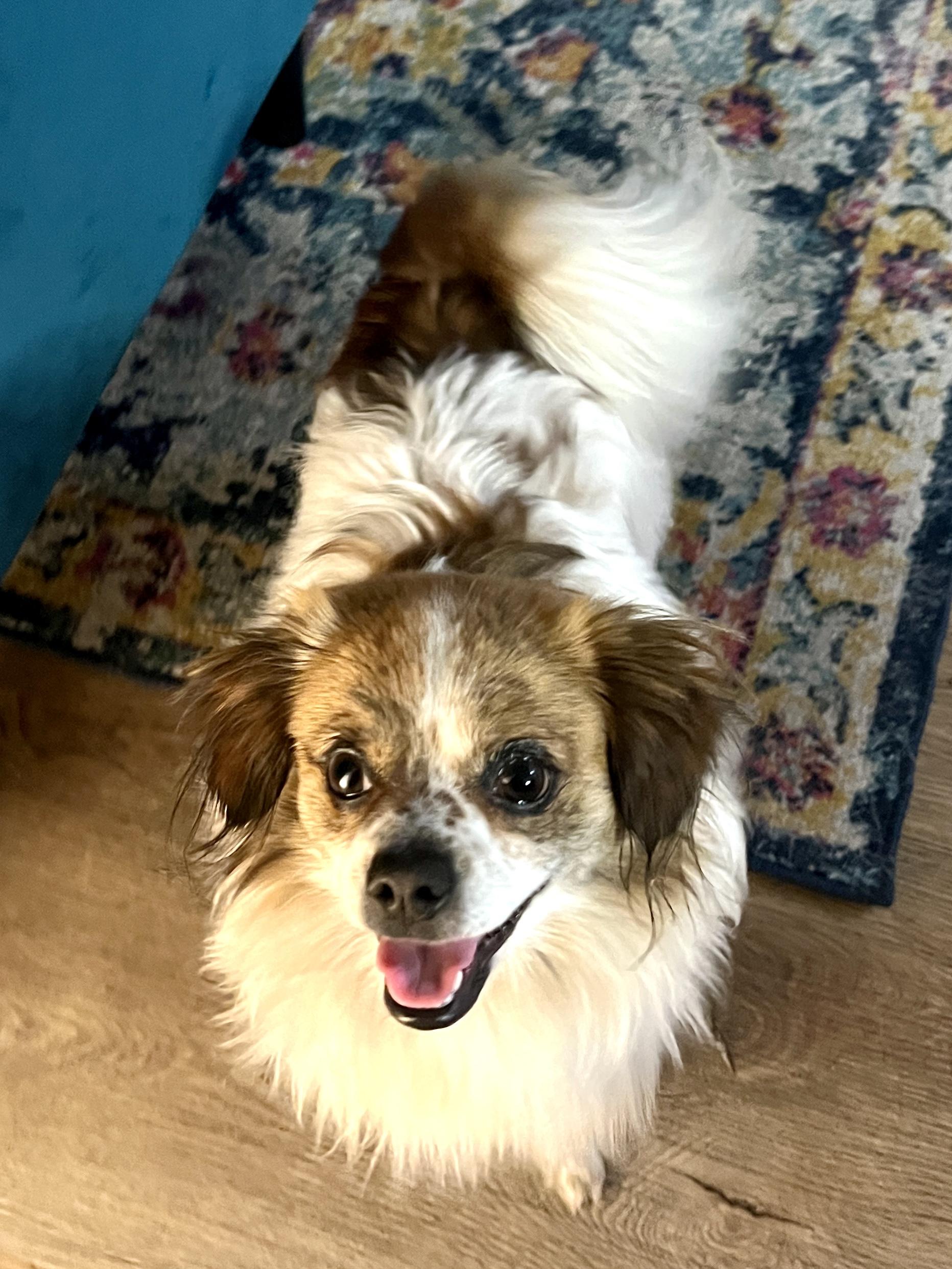 Wish, a Adoptable mixed breed in Thousand Oaks, CA image 6/6