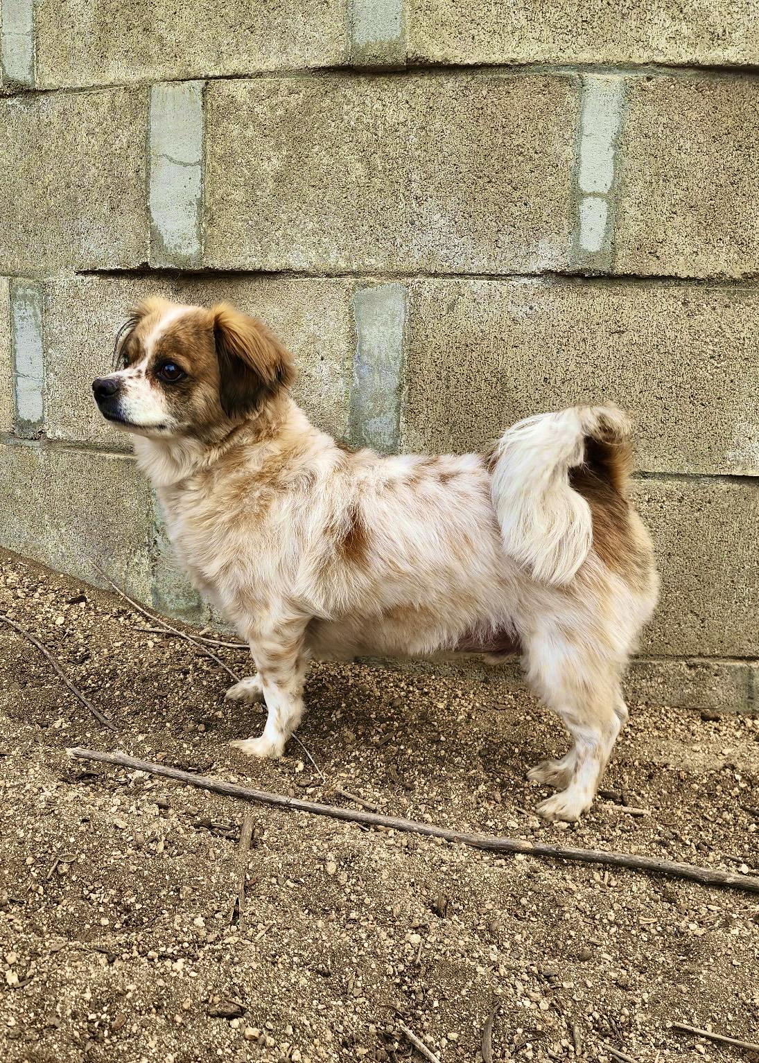 Wish, a Adoptable mixed breed in Thousand Oaks, CA image 2/6