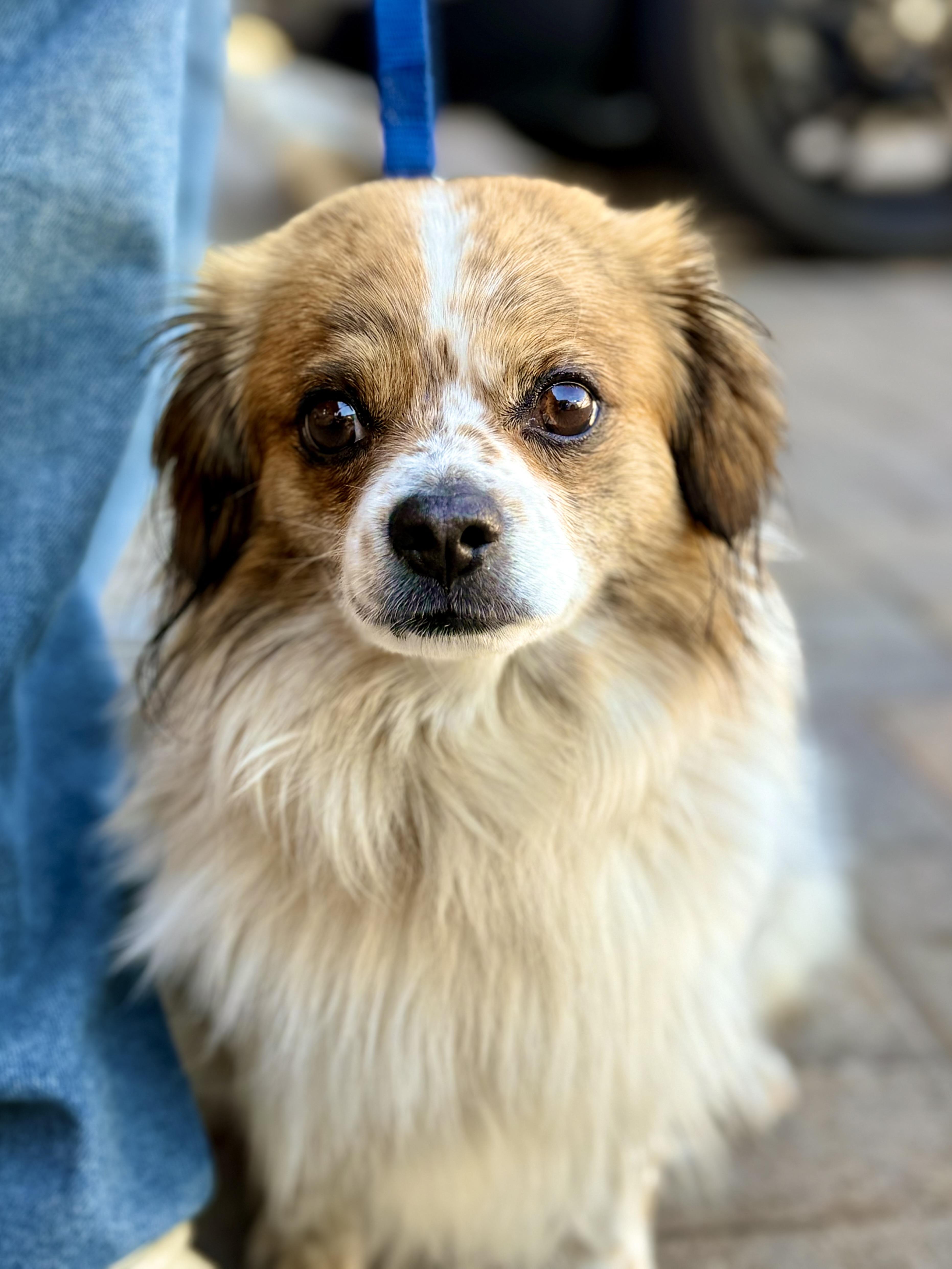Wish, a Adoptable mixed breed in Thousand Oaks, CA image 3/6