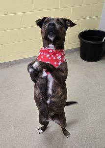 Princess thumbnail 2