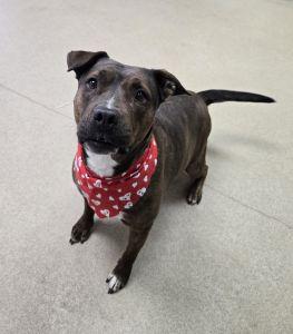 Princess thumbnail 4