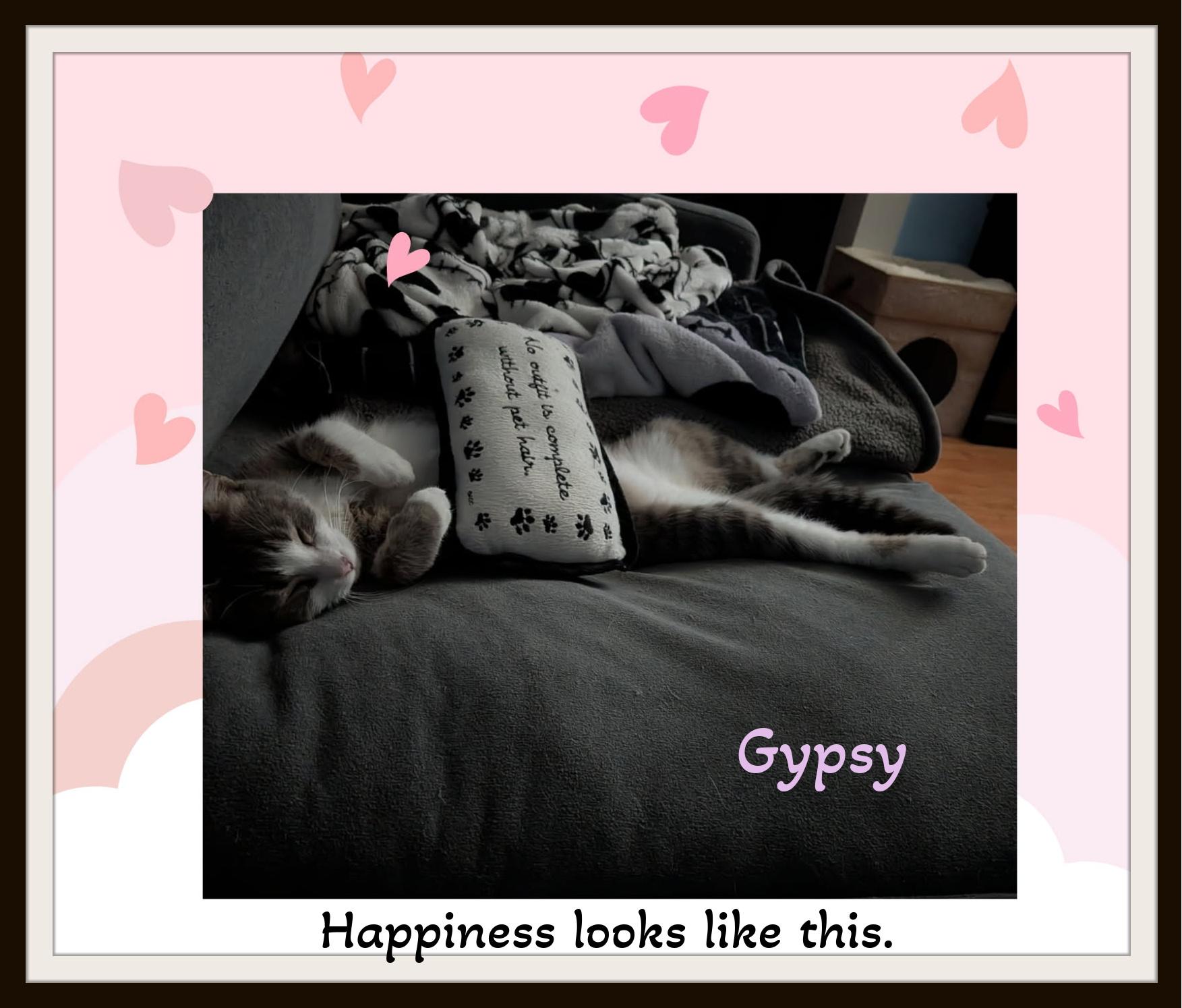 Gypsy - The Gentle Soul with a Heart of Gold, ADOPTABLE, Young Female Domestic Short Hair.