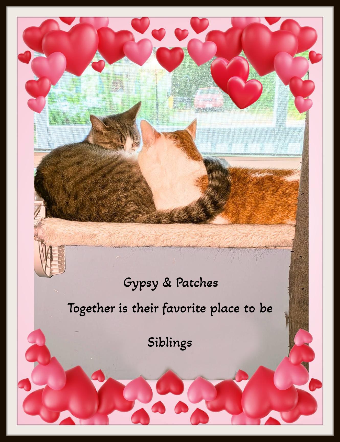 Gypsy - The Gentle Soul with a Heart of Gold, a ADOPTABLE Domestic Short Hair in Winston Salem, NC image 3/4
