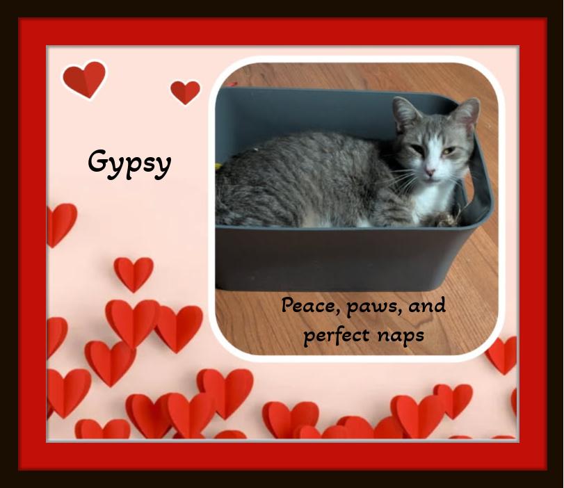 Gypsy - The Gentle Soul with a Heart of Gold, a ADOPTABLE Domestic Short Hair in Winston Salem, NC image 2/4