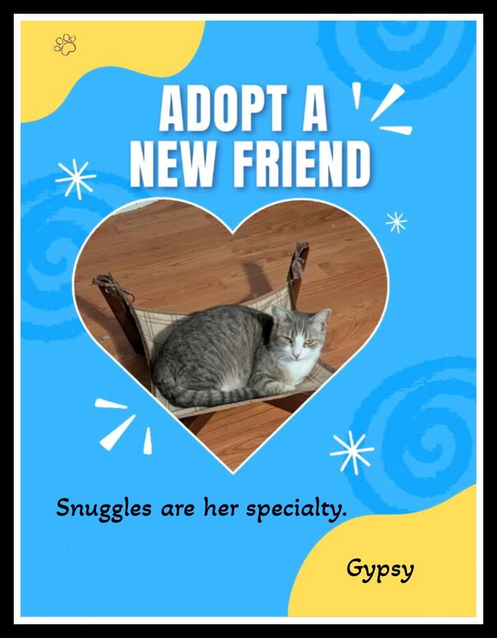 Gypsy - The Gentle Soul with a Heart of Gold, a ADOPTABLE Domestic Short Hair in Winston Salem, NC image 4/4