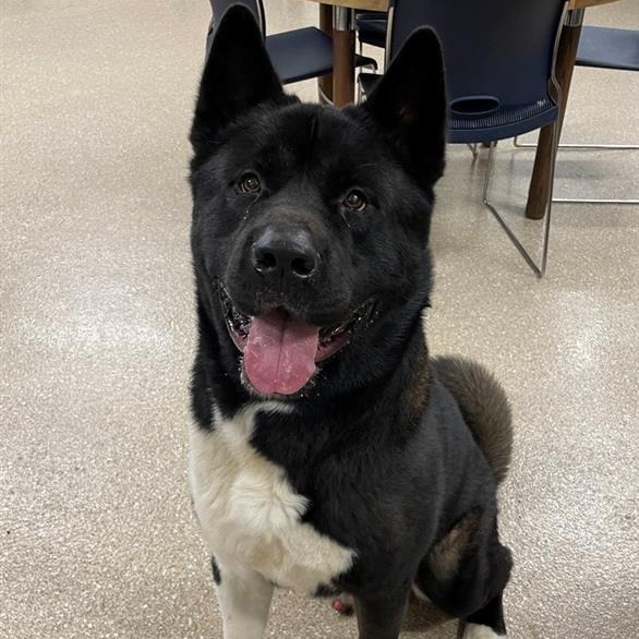 Dog for adoption Champ, an Akita in Prince Frederick, MD Petfinder