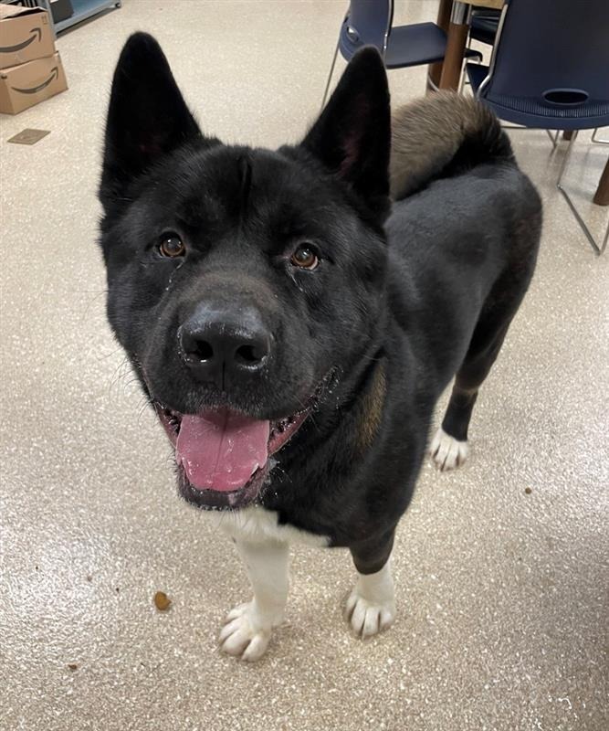 Dog for adoption Champ, an Akita in Prince Frederick, MD Petfinder