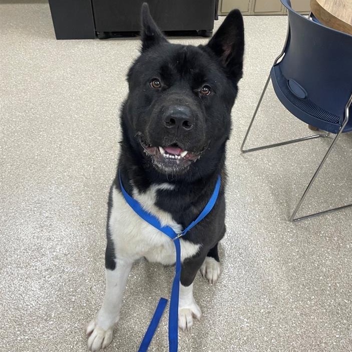 Dog for adoption Champ, an Akita in Prince Frederick, MD Petfinder