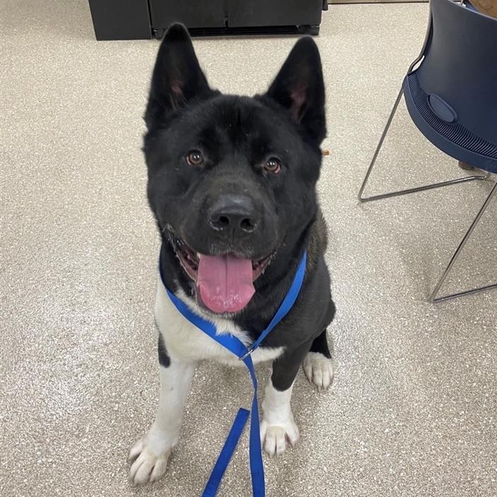 Dog for adoption Champ, an Akita in Prince Frederick, MD Petfinder